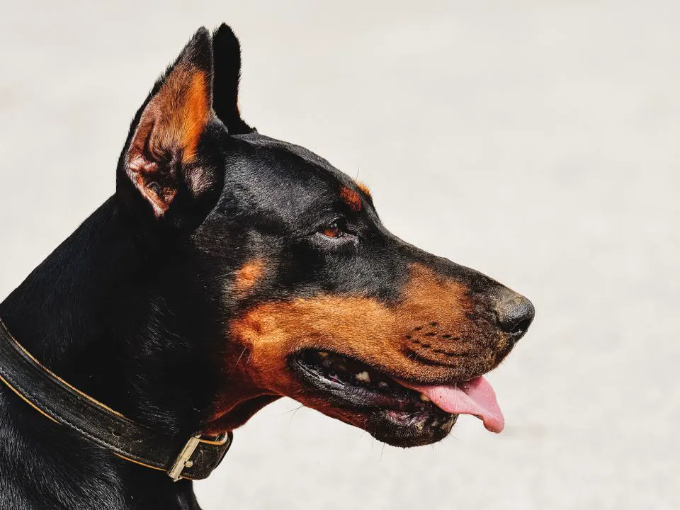 Doberman iz profila s kožnom ogrlicom, isplažena jezika